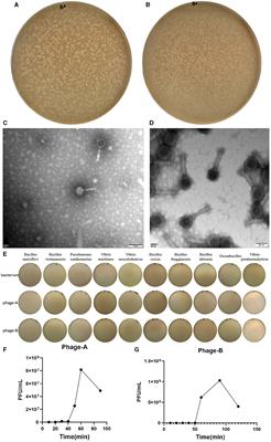 Corrigendum: The trade-off of Vibrio parahaemolyticus between bacteriophage resistance and growth competitiveness